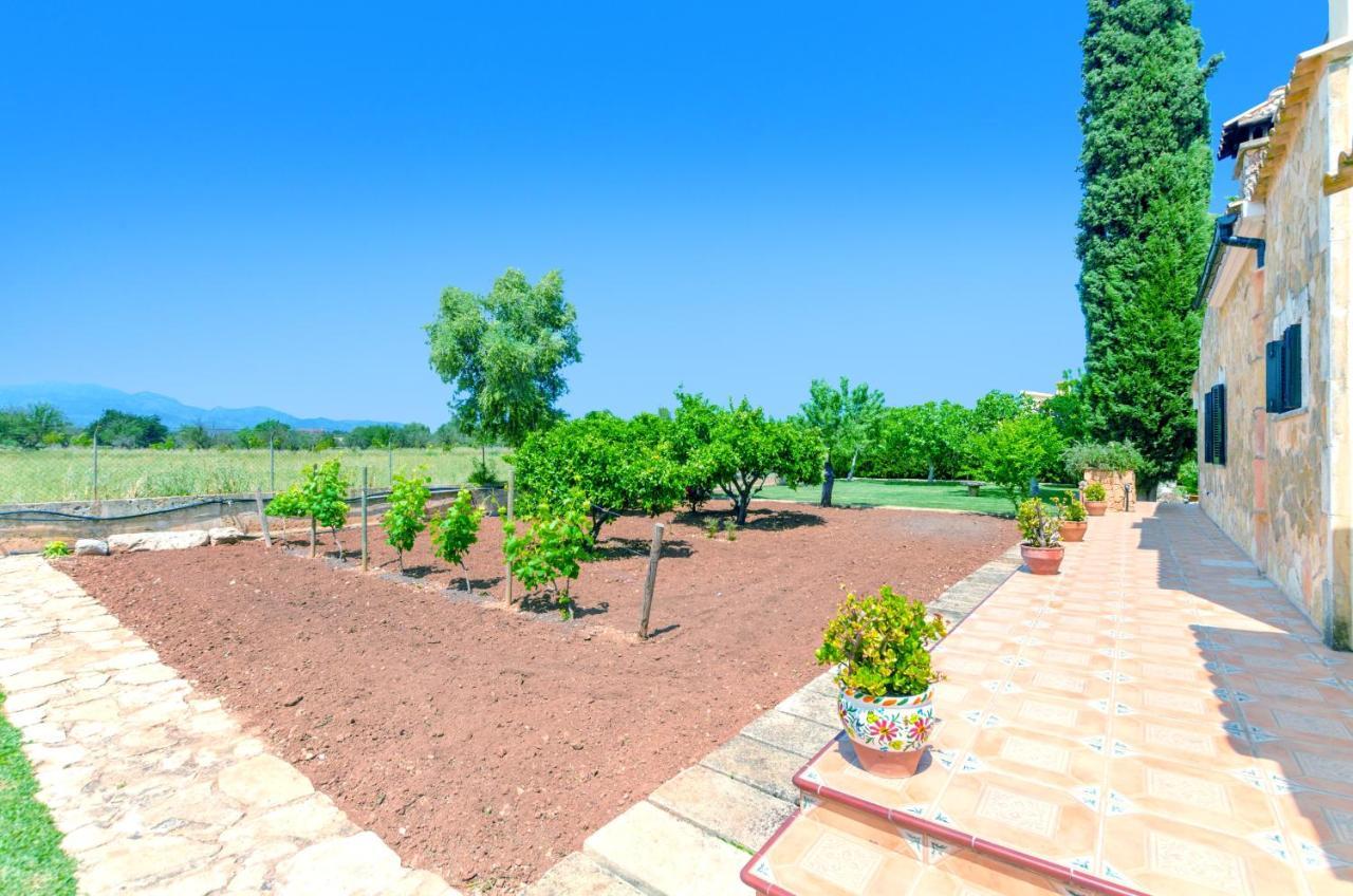 Citrino Inca (Mallorca)
